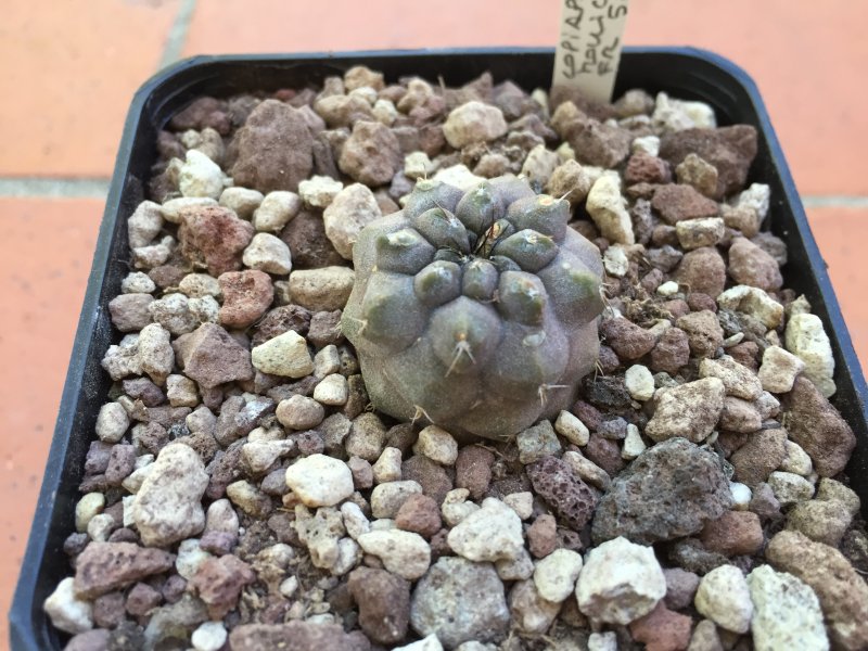 Copiapoa mollicula FR525