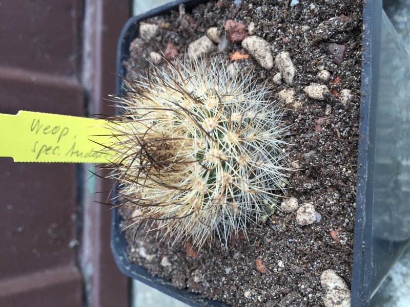 Neoporteria sp Andacollo 