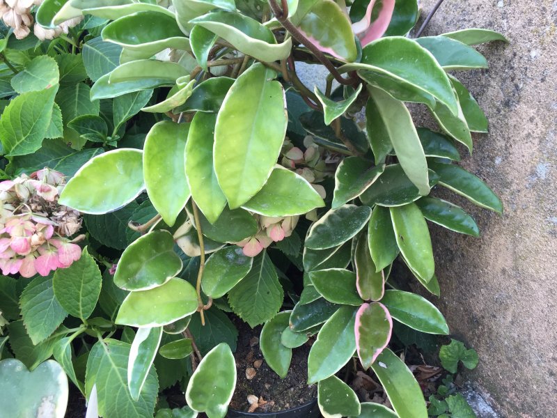 Hoya carnosa 