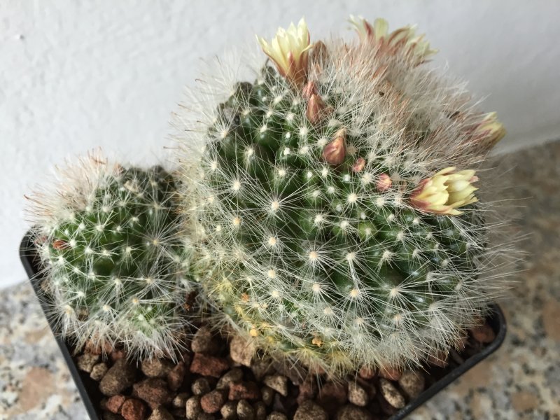 Mammillaria ? 