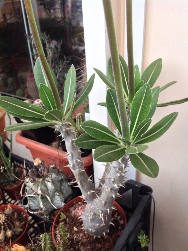 Pachypodium horombense 