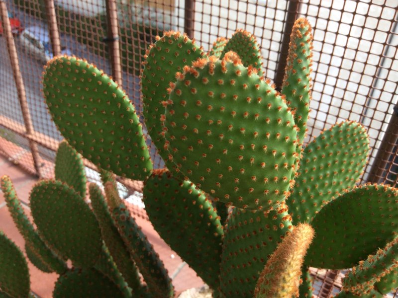 Opuntia microdasys v. rufida 