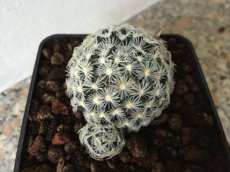 Mammillaria  