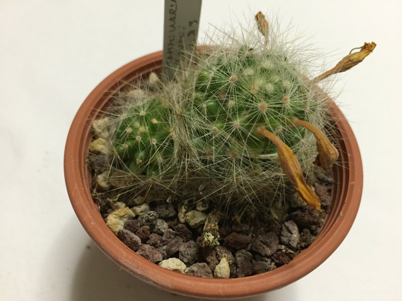 Mammillaria baumii L1139