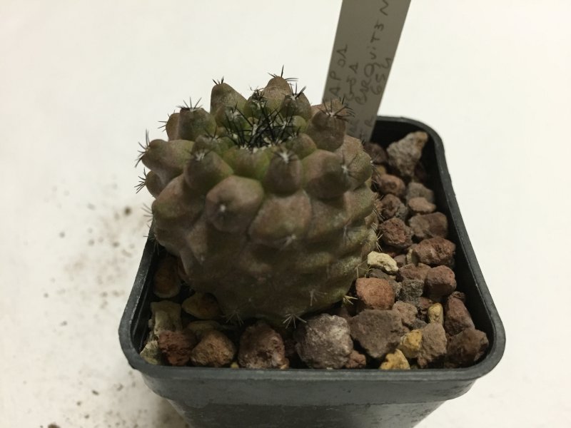 Copiapoa hypogaea v. barquitensis FR654