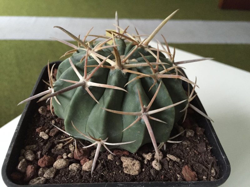 Echinocactus texensis 