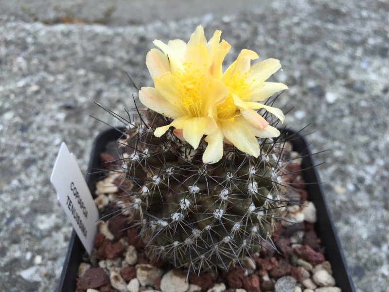 Copiapoa humilis 