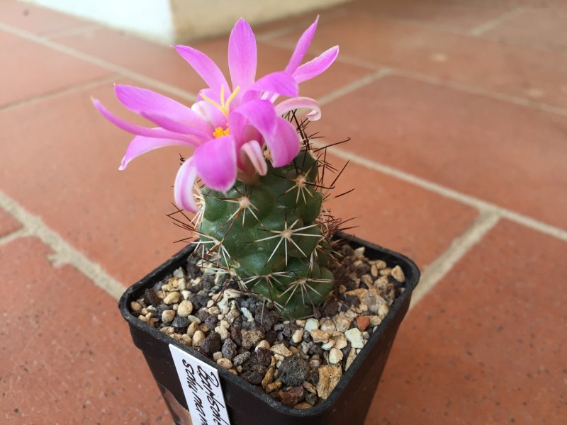 Mammillaria schumannii 