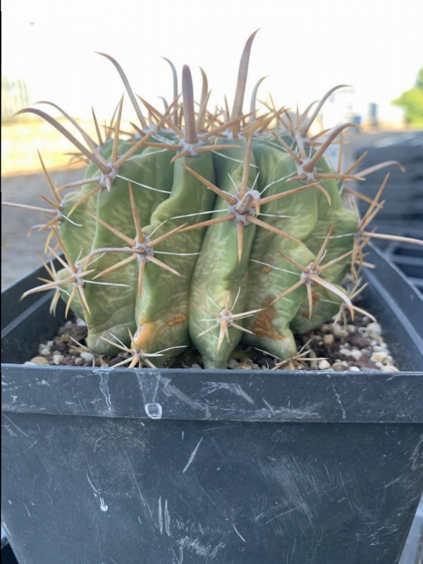 Ferocactus herrerae 