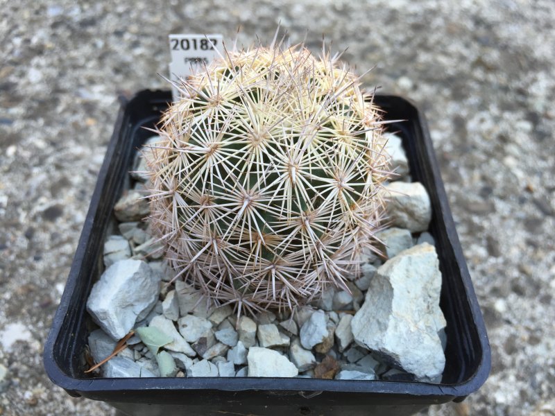 Coryphantha werdermannii SB575