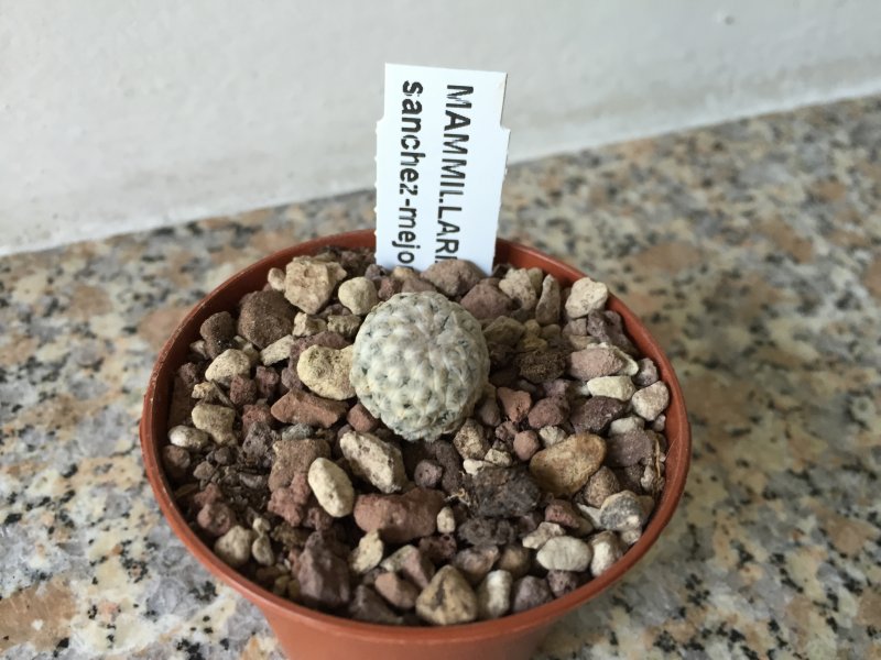 Mammillaria sanchez-mejoradae 