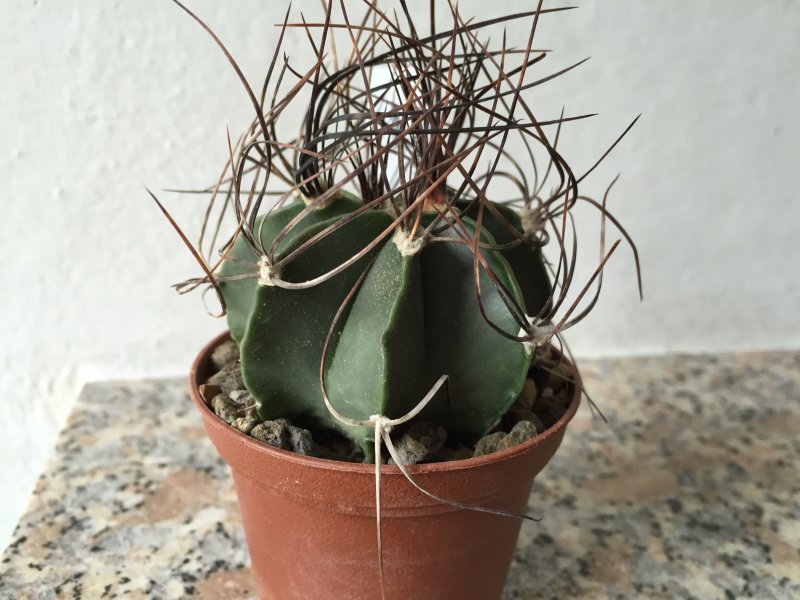 Astrophytum senile 