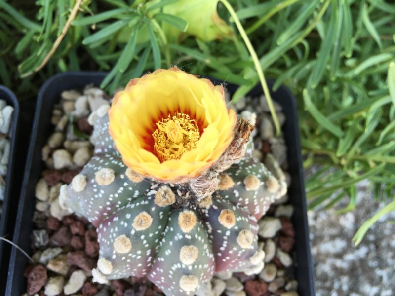 Astrophytum asterias 
