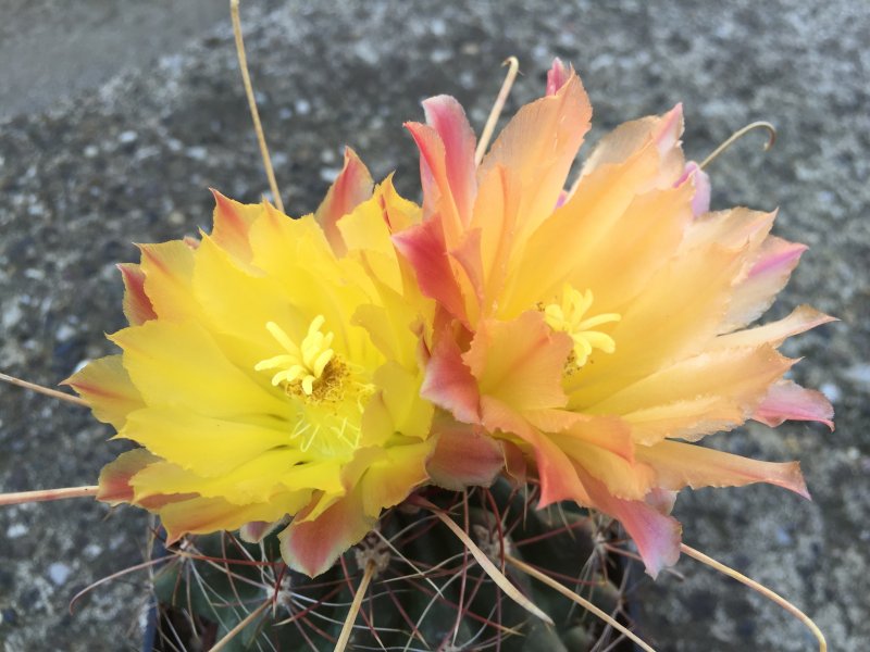 Ferocactus hamatacanthus 