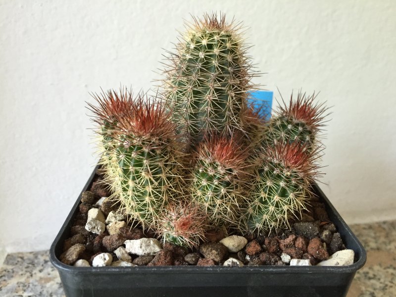 echinocereus  huitcholensis