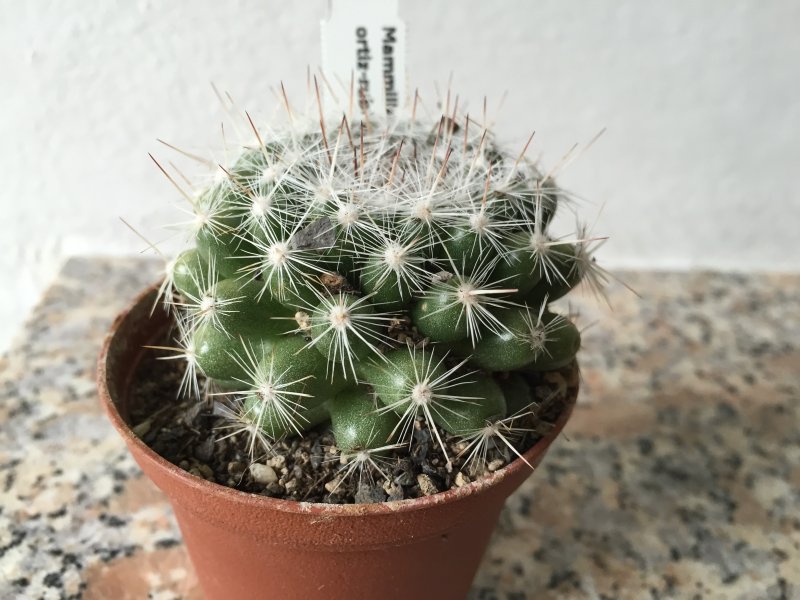 Mammillaria candida ssp. ortizrubiona 