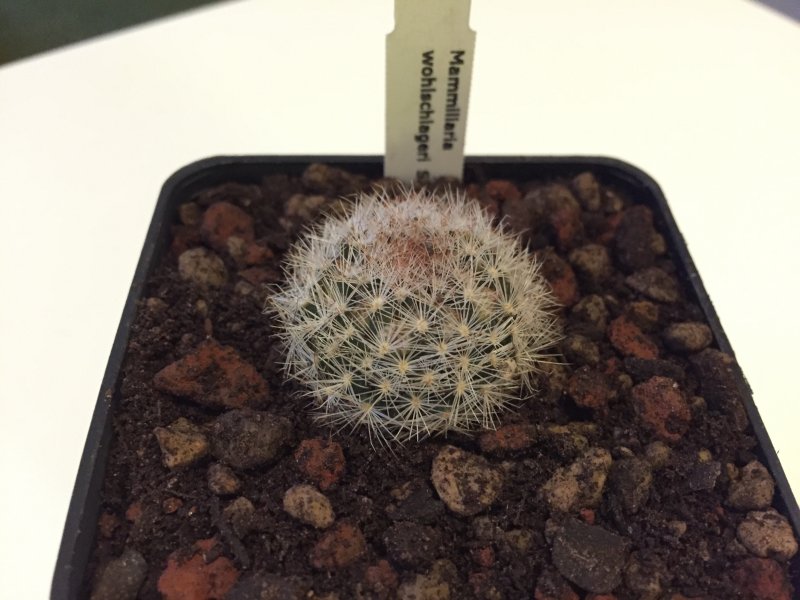 Mammillaria wohlschlageri SB1965