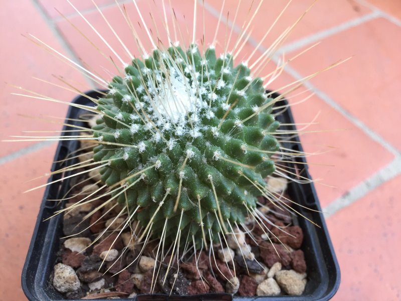 Mammillaria polythele cv. un pico 