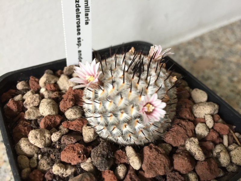 Mammillaria perezdelarosae ssp. andersoniana 