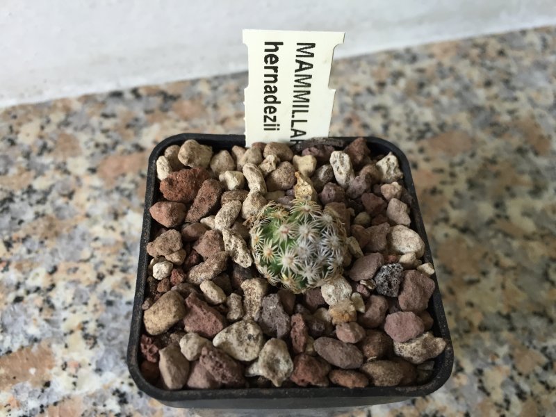 Mammillaria hernandezii 