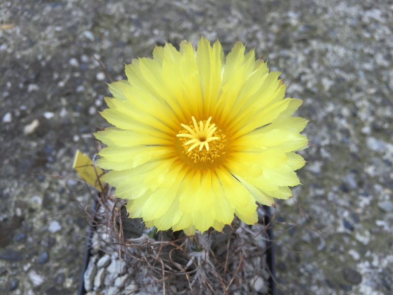 Astrophytum capricorne cv. crassispinoides 