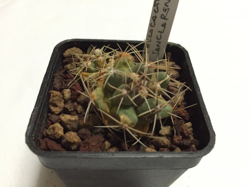 Thelocactus santaclarensis 