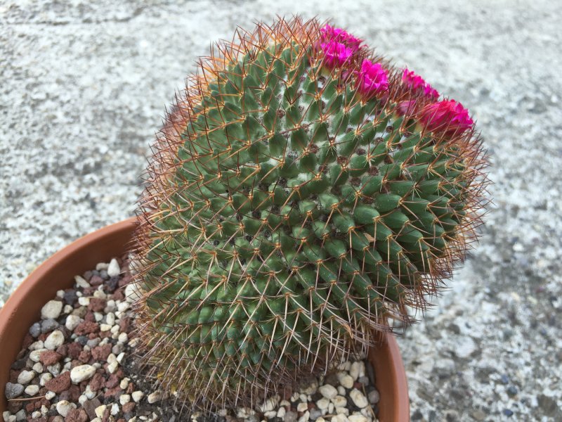 Mammillaria  