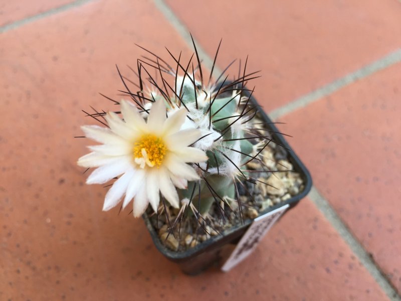 Gymnocactus gielsdorfianus 