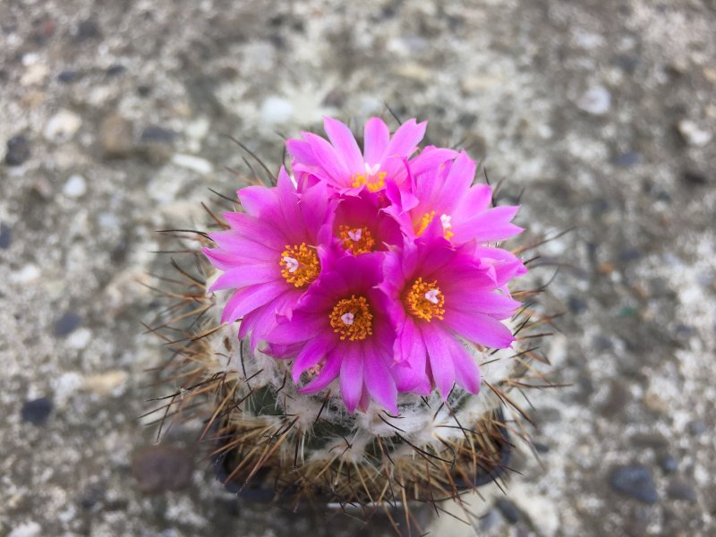 Gymnocactus viereckii 