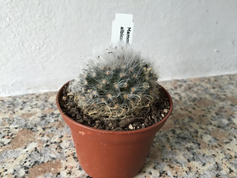 Mammillaria albicoma 