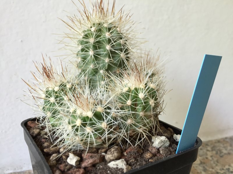 Echinocereus enneacanthus 