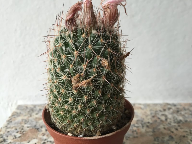 Escobaria tuberculosa SB399