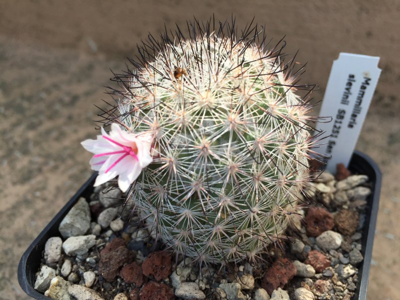 Mammillaria slevinii SB1251