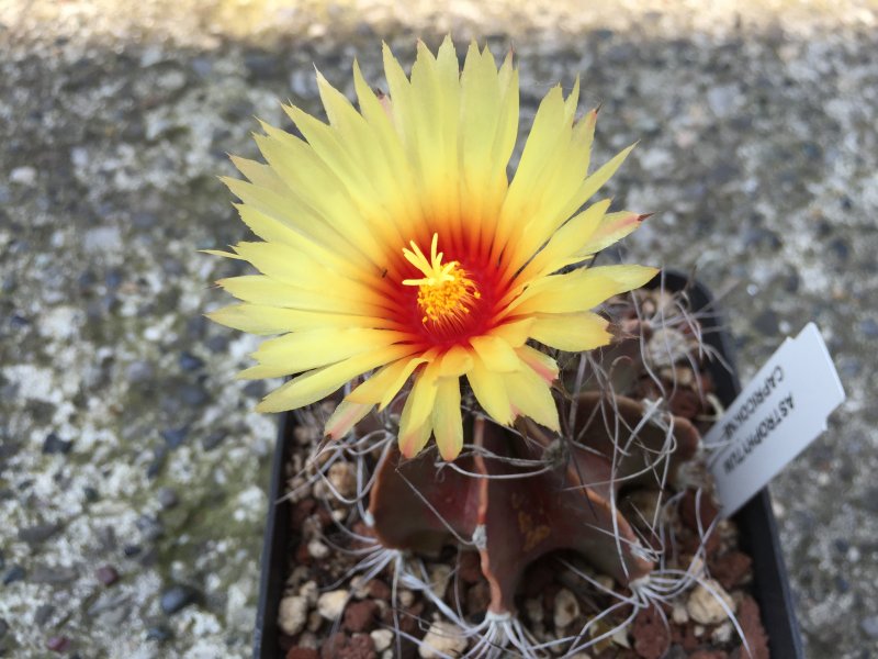 Astrophytum capricorne 