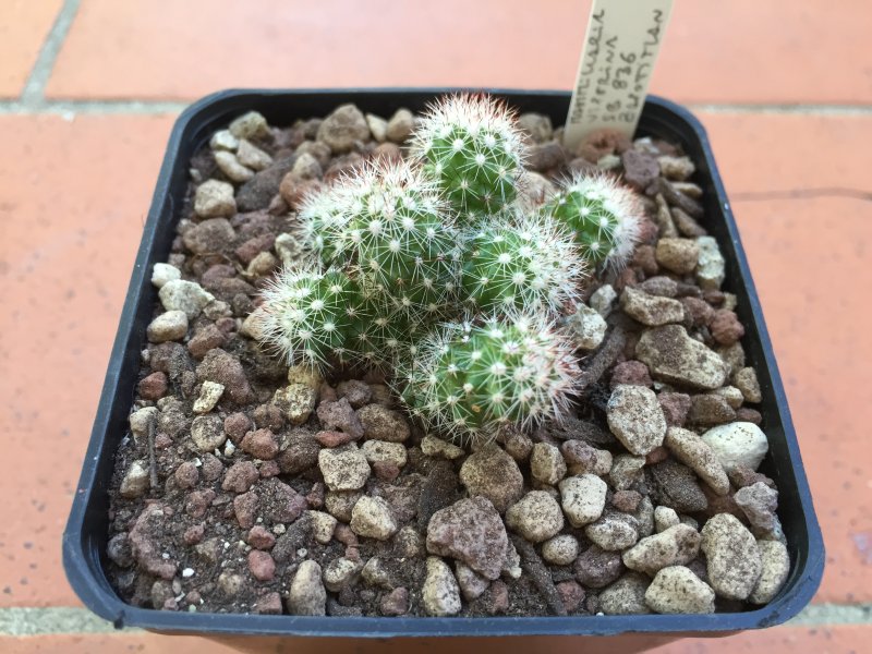 Mammillaria viperina SB836