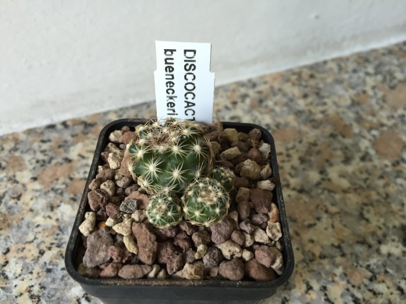 Discocactus buenekeri 