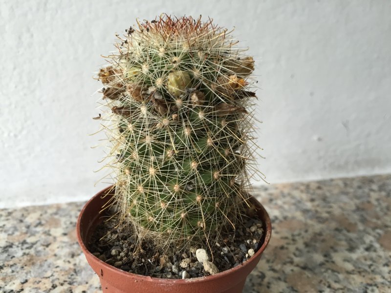 Mammillaria phitauiana SB1259