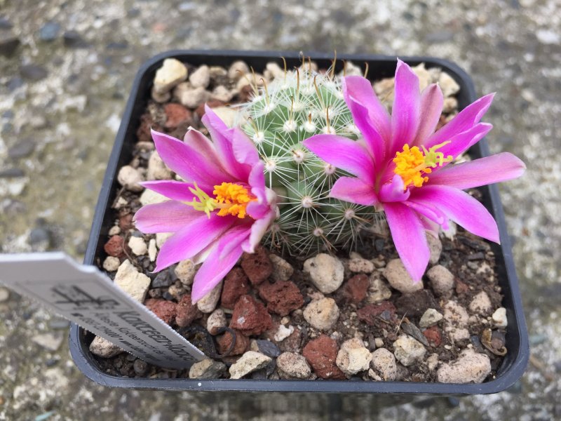 Mammillaria insularis 