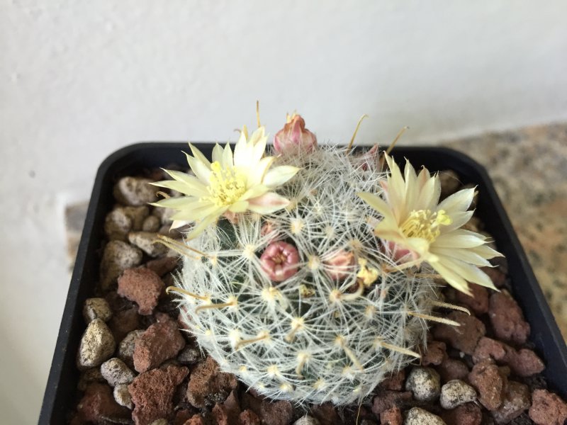 Mammillaria duwei 