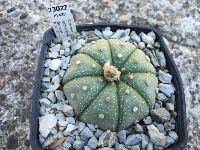 Astrophytum asterias 