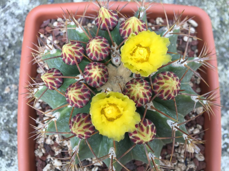 Ferocactus schwarzii 