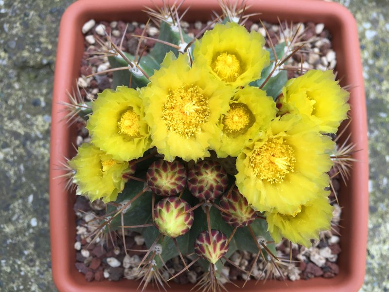 Ferocactus schwarzii 