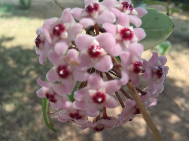 Hoya carnosa 