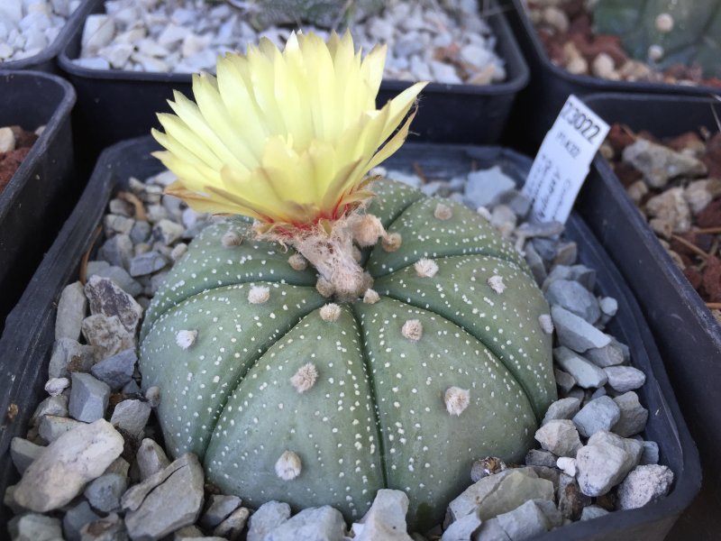 Astrophytum asterias 