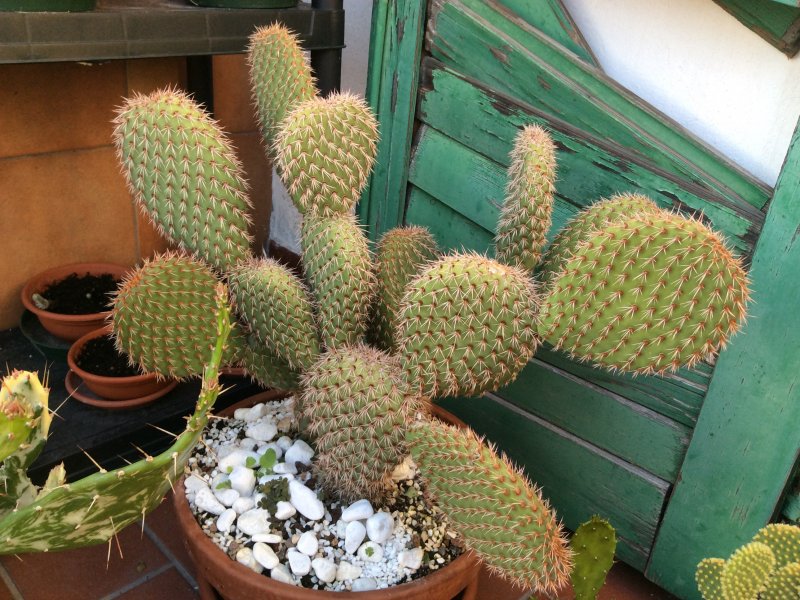 opuntia pycnacantha