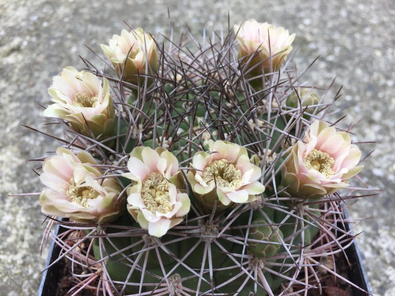 Gymnocalycium saglionis 