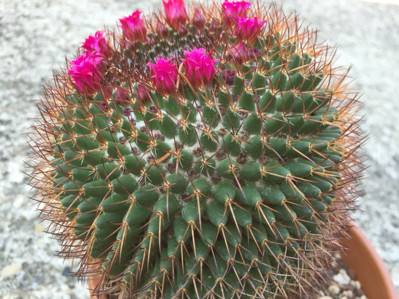 Mammillaria  