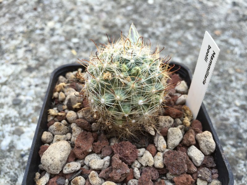 Mammillaria boolii 