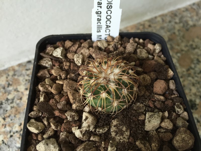 Discocactus bahiensis v. gracilis MH637