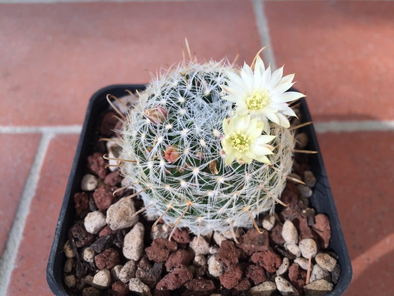 Mammillaria duwei 